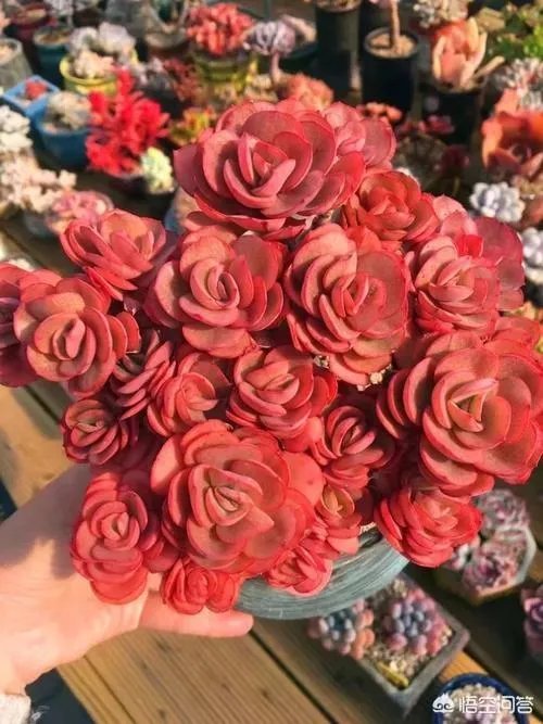 给多肉浇水的秘诀是什么？