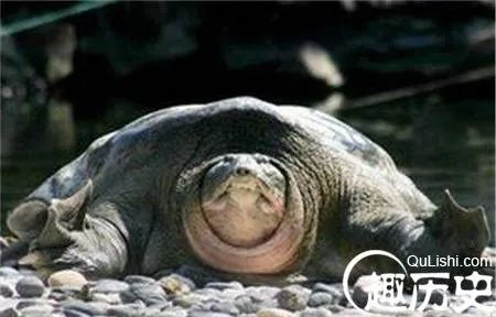 两千年前西汉古墓挖出千年神龟 真相太惊人！