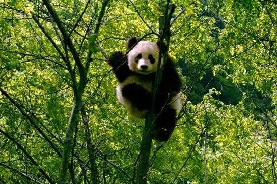 我国的野生大熊猫分布在那几个省？