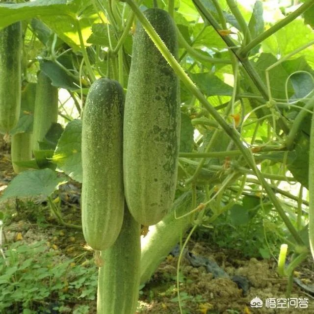 有机农业到底应该怎么做？市场上有几个农产品，是真正达到有机农产品的标准呢？