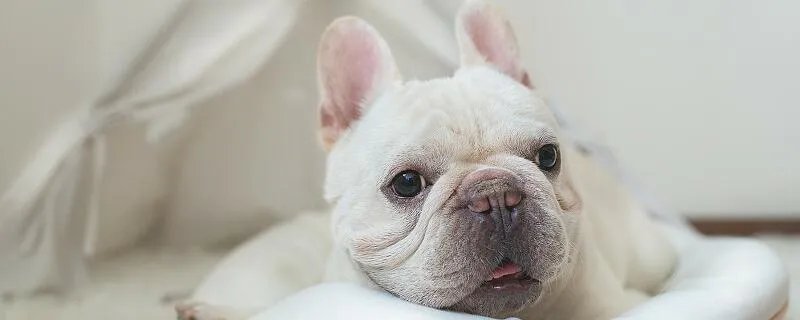 梦见自己被狗咬了脚预示什么 梦见自己被狗咬了脚好不好