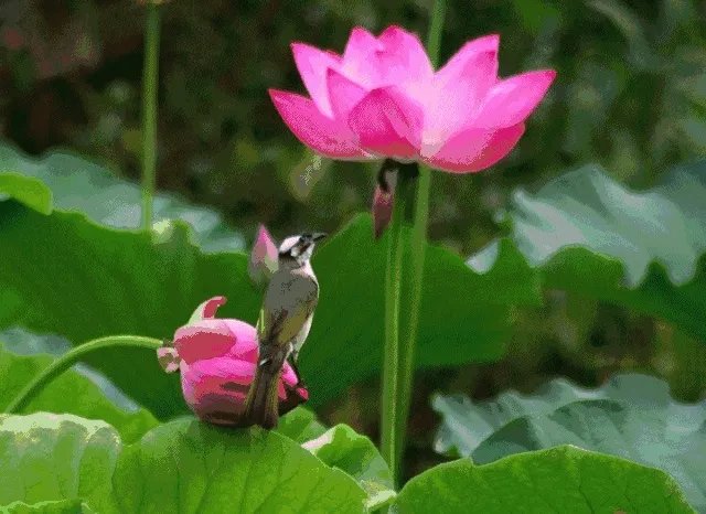 什么样的课堂可以被称作高效课堂？