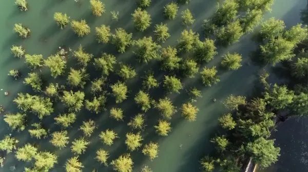 三峡库区再现水中森林,它是如何形成的?