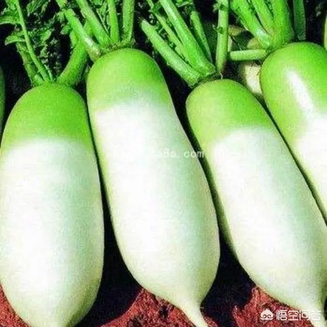 山西阳曲县的老咸菜怎么做？