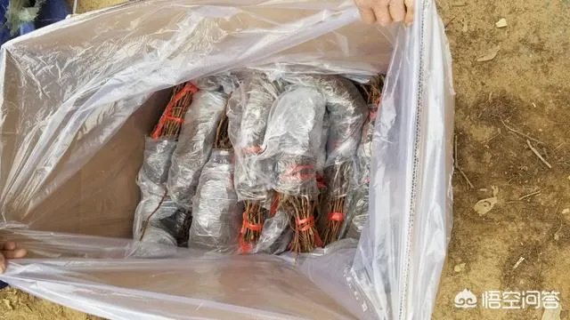 蓝宝石葡萄苗多少钱一棵？