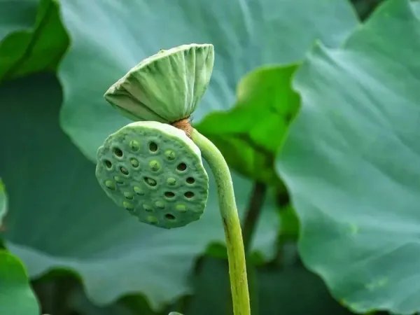 南京玄武湖罕见再现并蒂莲，并蒂莲什么时候开花？