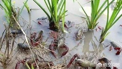 养殖小龙虾,水质该如何管理,日常管理要注意什么？