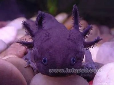 钓水鬼的水鬼品种