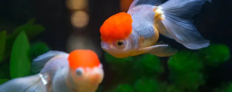 接吻鱼吃什么 接吻鱼怎么饲养