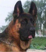 锤系德牧与德系德牧