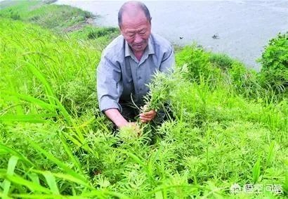 艾草是野生的好还是种植的好?