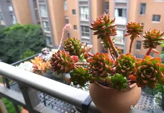 给多肉浇水的秘诀是什么？