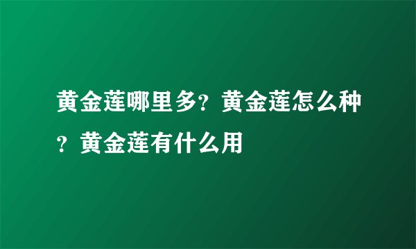 黄金莲哪里多？黄金莲怎么种？黄金莲有什么用