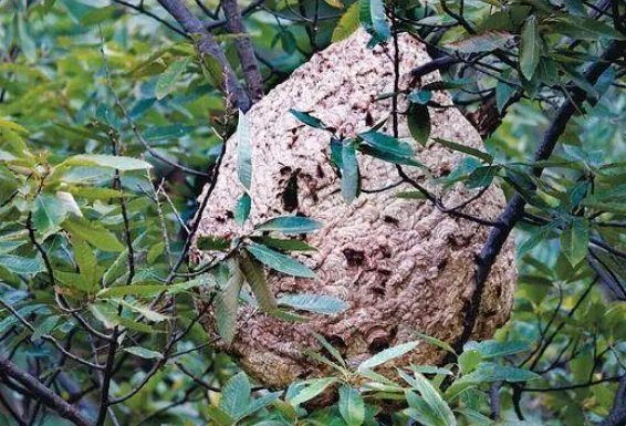 蚂蜂窝有什么用途？