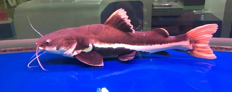 世界十大巨型淡水鱼