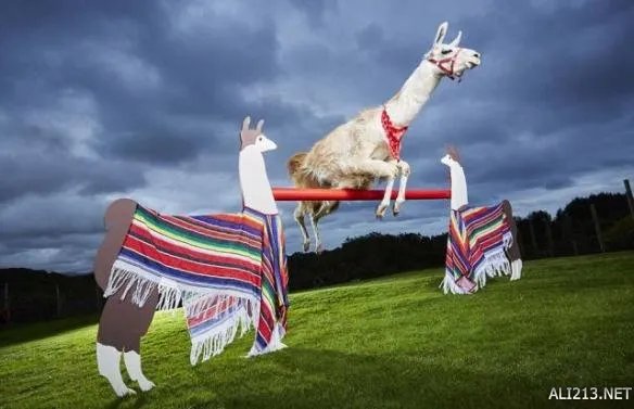 2017吉尼斯世界纪录大全精选 各种奇葩的世界之最！