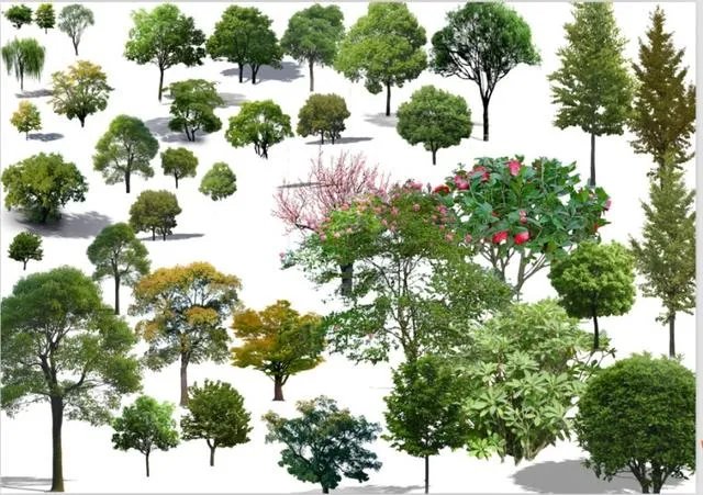 乔木有多少种？