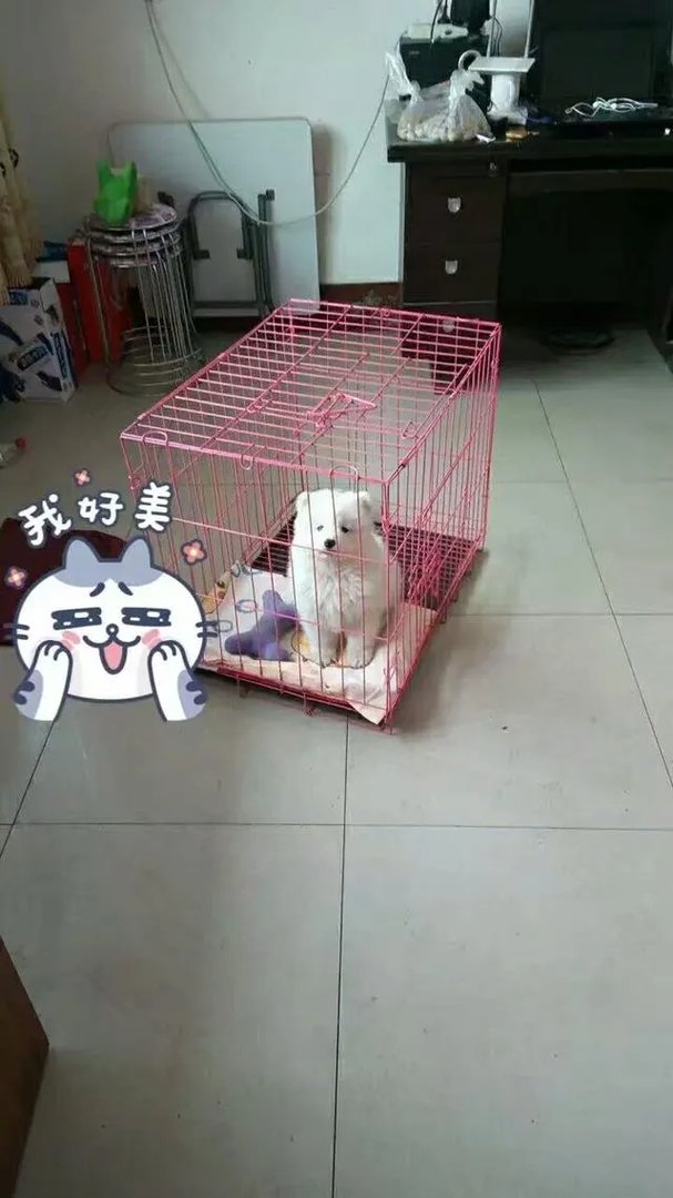 萨摩耶在交警队混吃混喝1个月把交警吃穷了，有这么夸张吗，萨摩耶有多能吃？