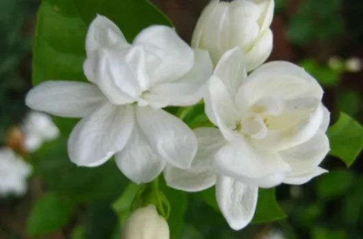 好听的中国民谣