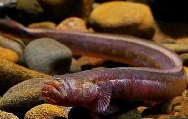 红狼牙鰕虎鱼的主要价值