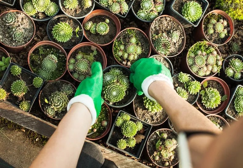 笨贼偷盗名贵盆景贱卖 价值上万元盆景以数百元价格卖