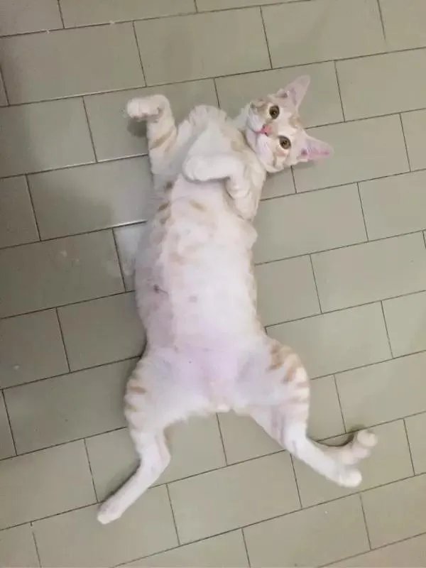 你家的猫做过哪些不可思议的事？