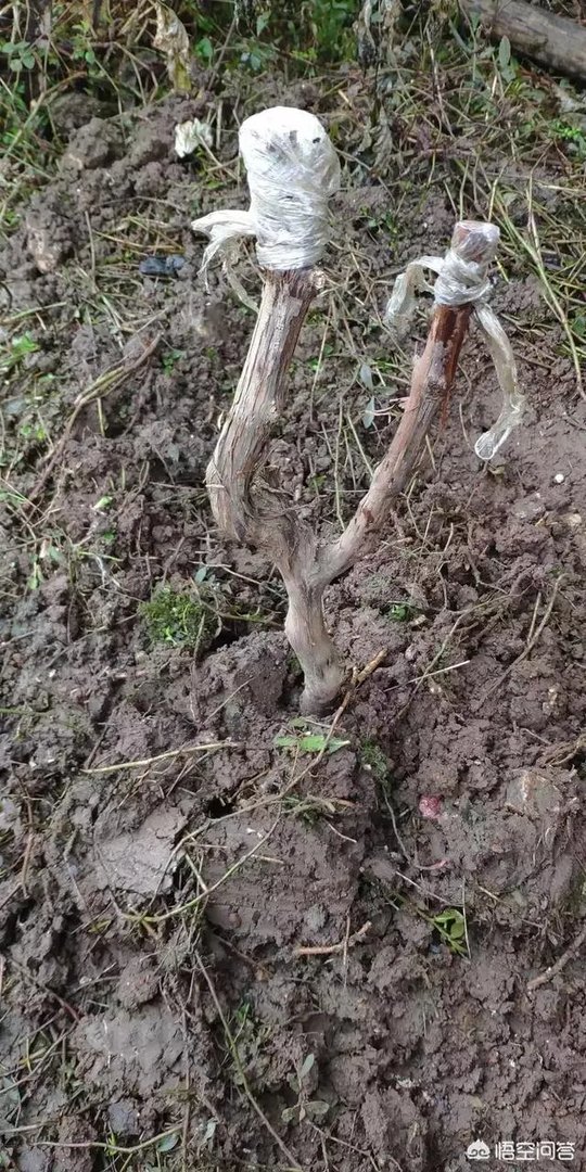 蓝宝石葡萄苗多少钱一棵？