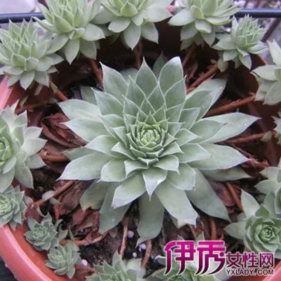 观音莲的作用有哪些