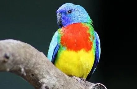 鲜红胸鹦鹉有哪些生活习性呢？需要怎样的饲养环境？