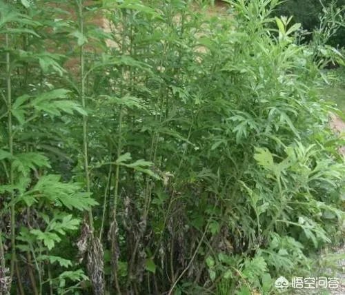 艾草是野生的好还是种植的好?
