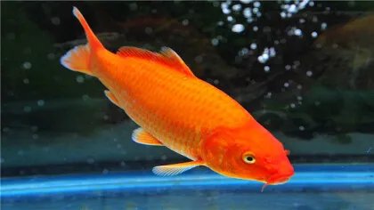 火鲤与全红锦鲤有什么区别