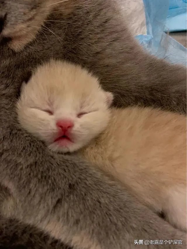 奶猫是不是吃了睡睡了吃？一天要睡多长时间？