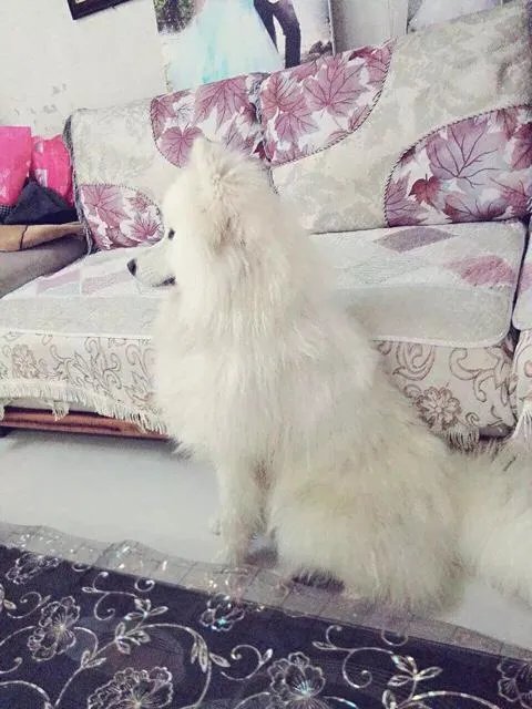 萨摩耶在交警队混吃混喝1个月把交警吃穷了，有这么夸张吗，萨摩耶有多能吃？