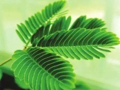 诺贝尔医学奖发现“熬夜令人变丑变笨”,你还敢晚睡吗?