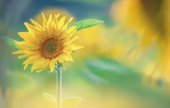 向日葵会一直跟随太阳转动吗 向日葵是不是永远跟着太阳转