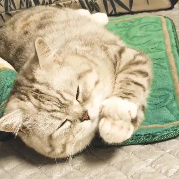 你家的猫做过哪些不可思议的事？