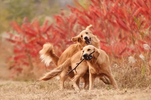 金毛犬还有一个名称叫黄金猎犬，那么金毛是什么犬种呢？