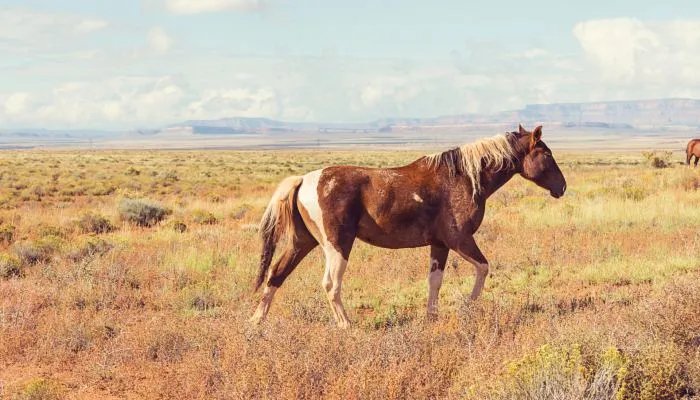 马蹄其实是马的什么 马蹄实际上是马的什么