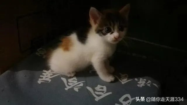 凤凰传奇组合与现在非常流行的广场舞有什么关系吗？