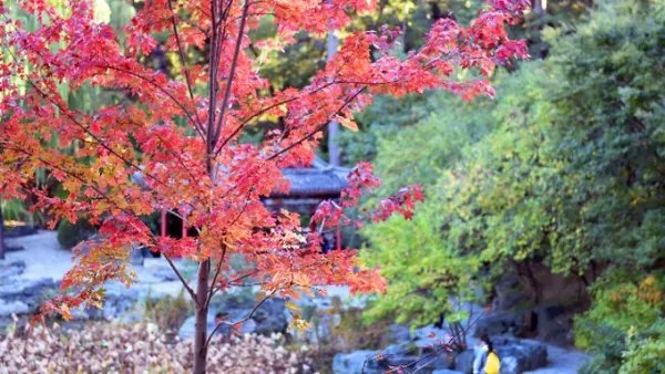 香山红叶观赏高峰期已至，最佳的观赏线路是什么？