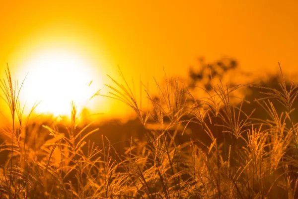 野火烧不尽,春风吹又生这句话赞美了什么