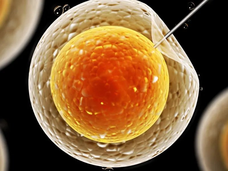 排卵期一共有几天