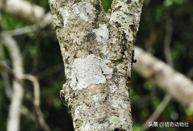 动物中，有没有我们从没见过的伪装术？