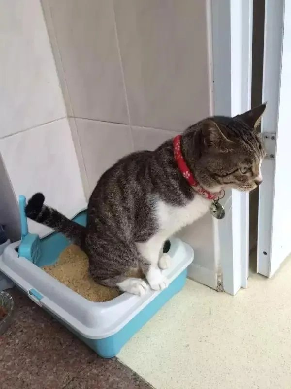 你家的猫做过哪些不可思议的事？