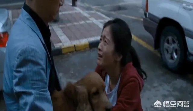 《狗十三》到底讲了什么？