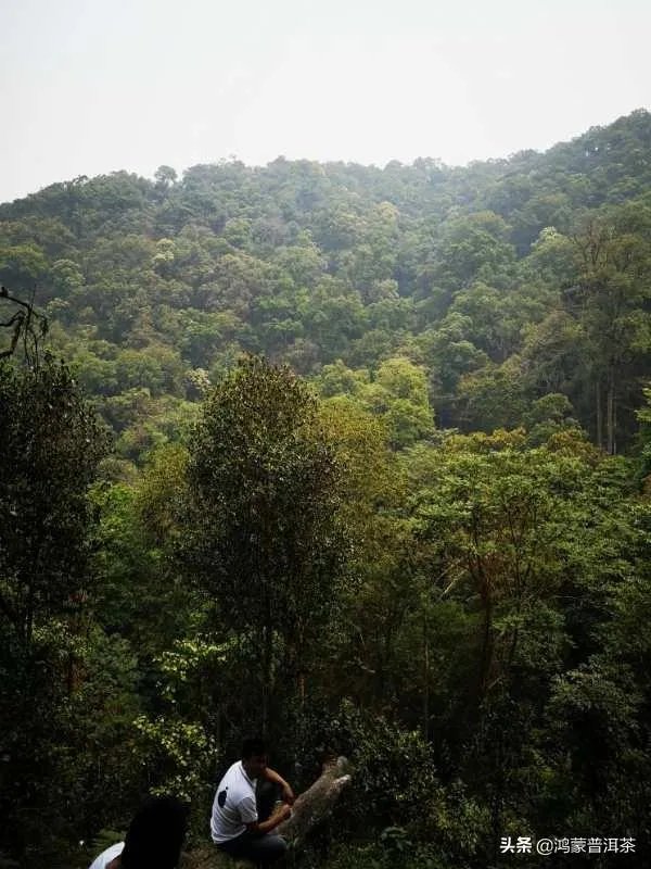 杨坤又开始吐槽普洱茶了！你怎么看？