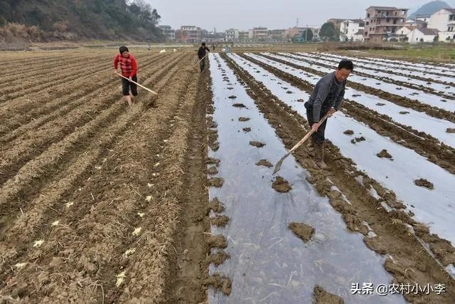 农村耕地出租多少钱一亩？直补归谁？