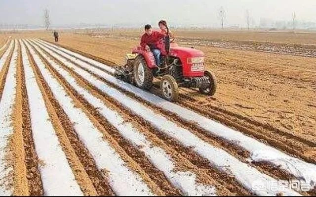 农村耕地出租多少钱一亩？直补归谁？