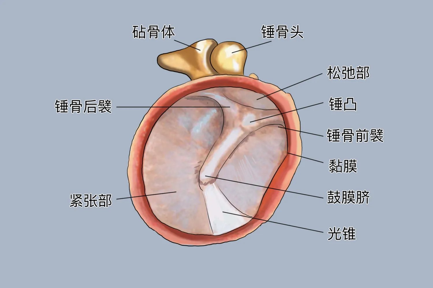 儿童的正常耳膜位置图片