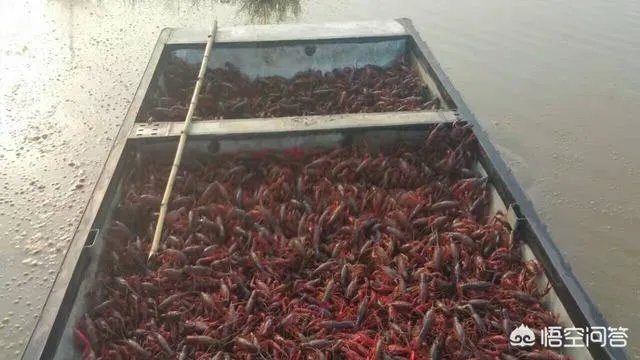 养殖小龙虾每亩投入3000元，亩产300斤算正常吗？该如何养殖？